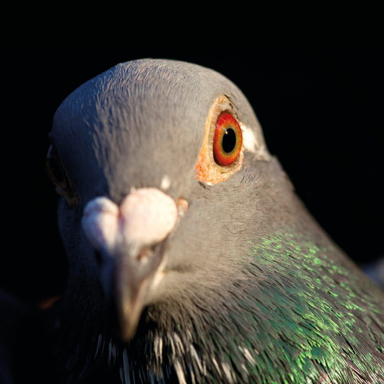 Racing Pigeon Products