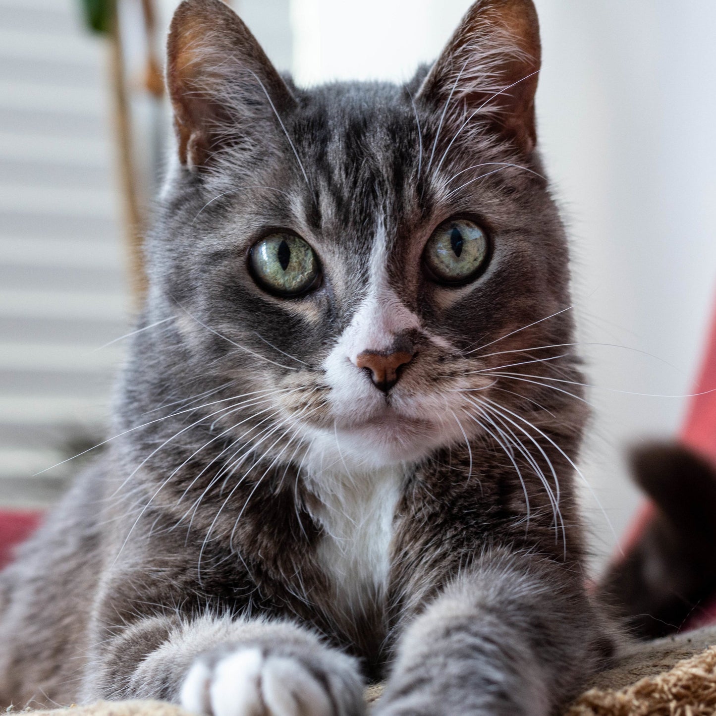 BWANA Purest Scottish Salmon Oil - Natural Joint, Skin, Coat, and Digestive Support The ultimate supplement for your beloved cat.