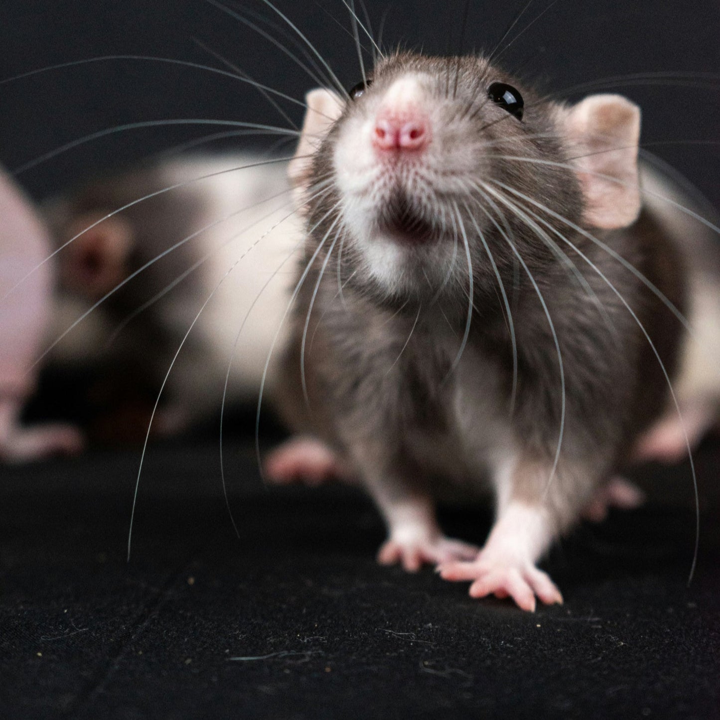 BWANA Purest Scottish Salmon Oil - Natural Joint, Skin, Coat, and Digestive Support. The ultimate supplement for your beloved small animal.