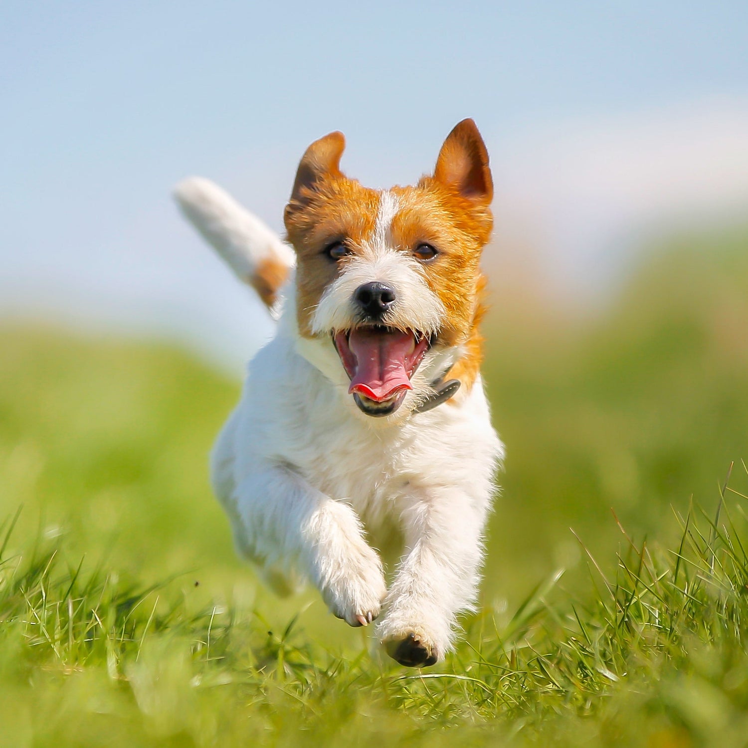 Dog Products