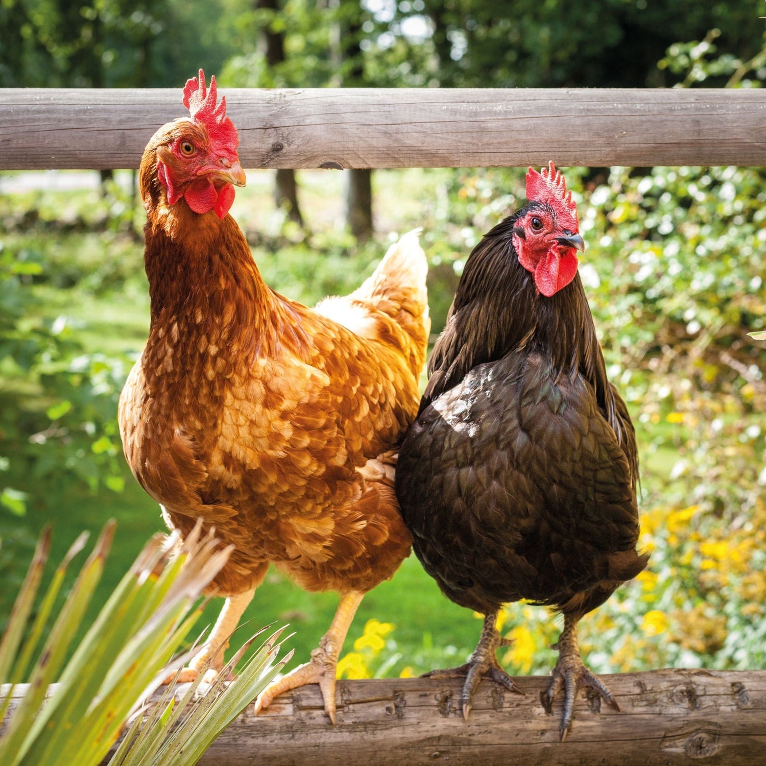 Poultry Products