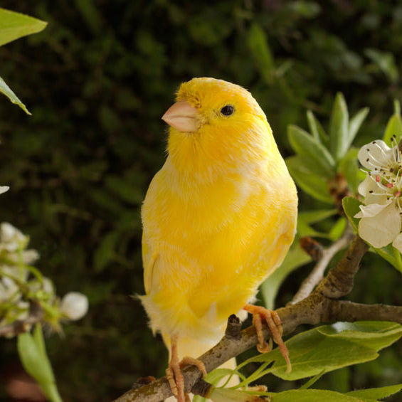 Cage and Aviary Products