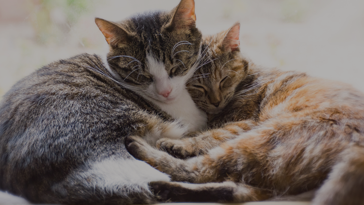Cat Products
