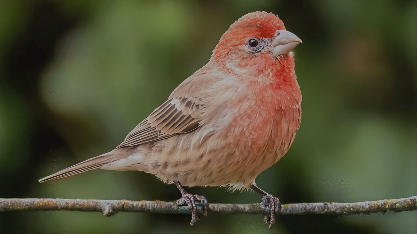 Cage and Aviary Products