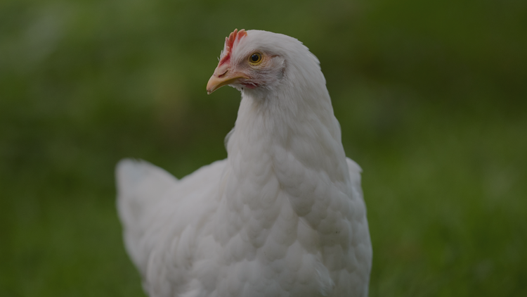Poultry Products