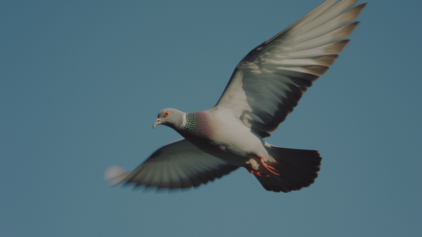 Racing Pigeon Products