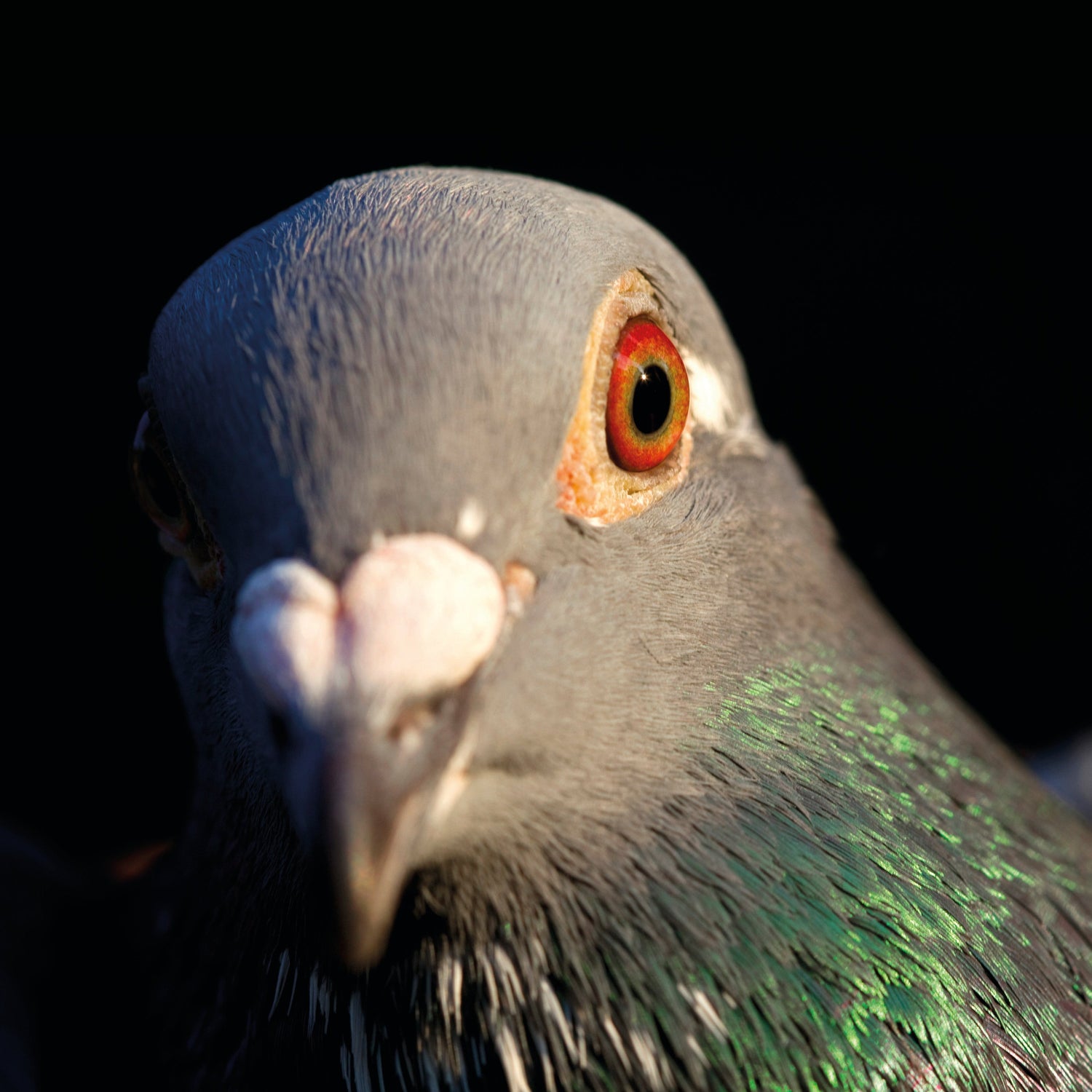 Racing Pigeon Products
