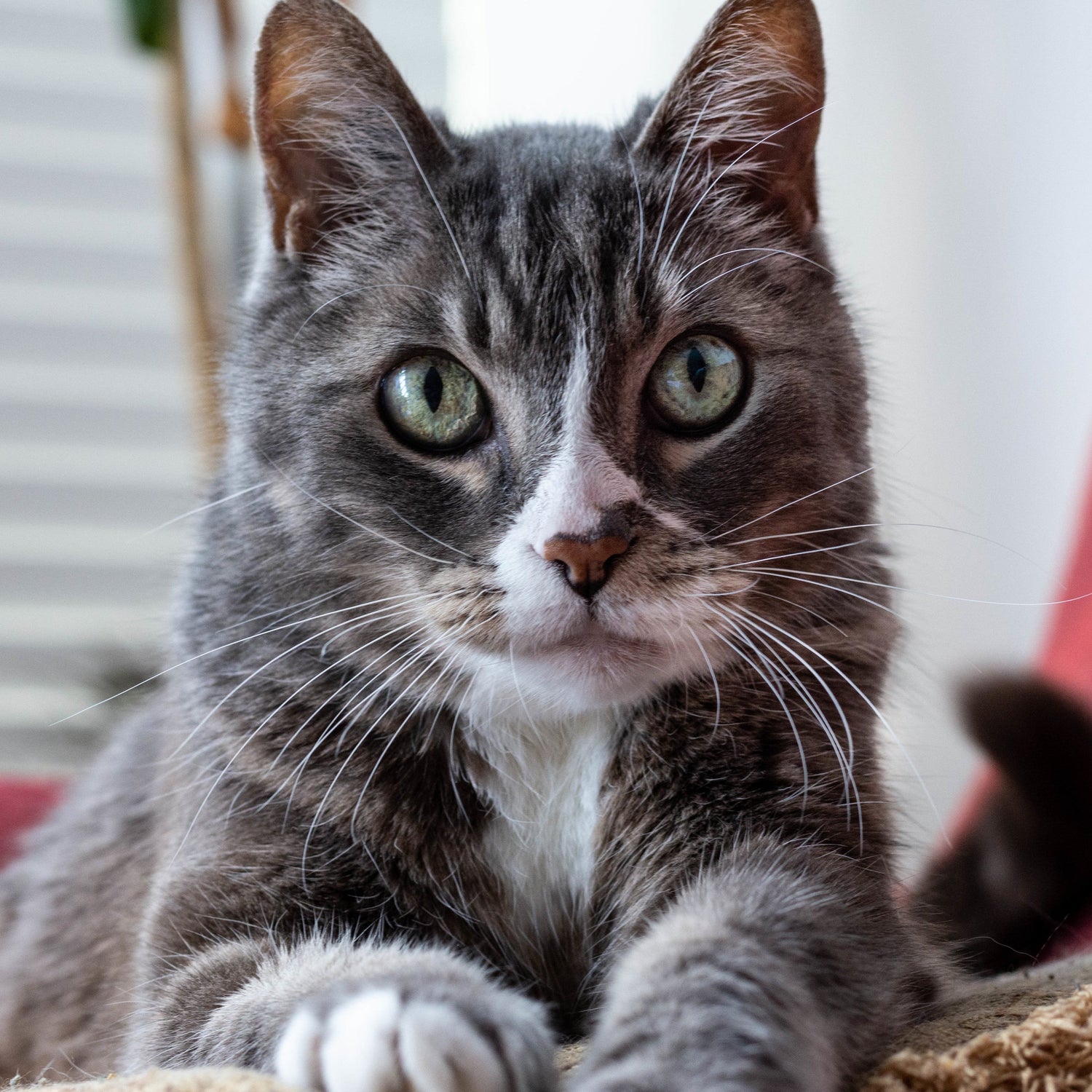 Cat Products