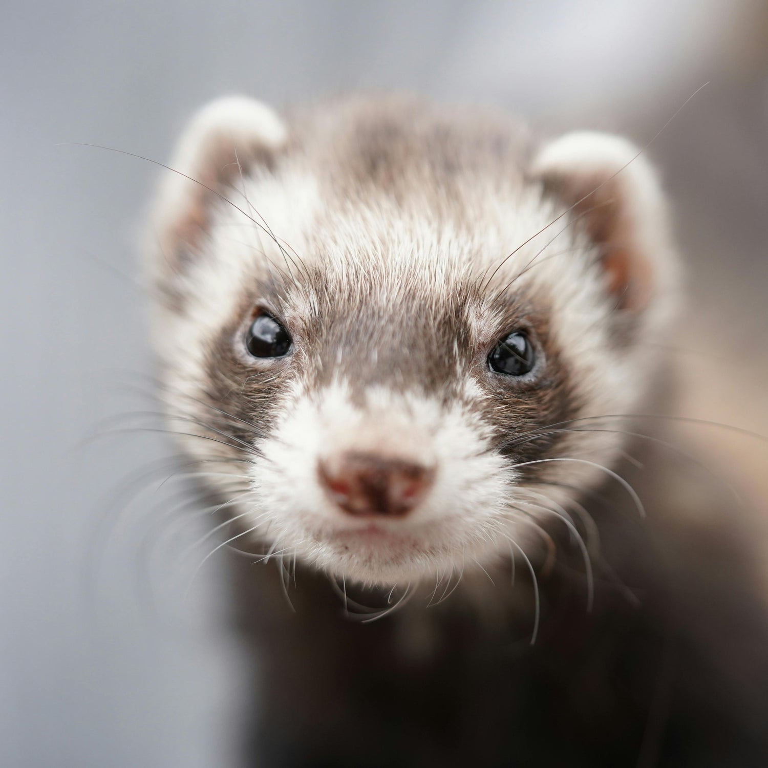 Small Animal Products