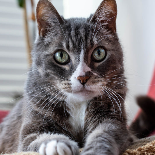 BWANA Purest Scottish Salmon Oil - Natural Joint, Skin, Coat, and Digestive Support  The ultimate supplement for your beloved cat.
